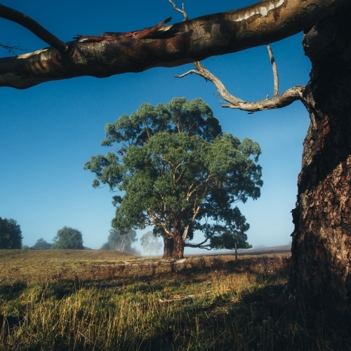 Remote rural landscape with gum trees on a misty morning - Australian Stock Image