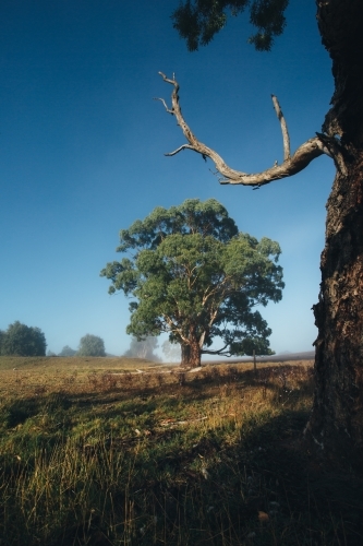 Remote rural landscape with gum trees on a misty morning