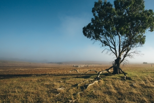 Remote rural landscape with gum trees on a misty morning