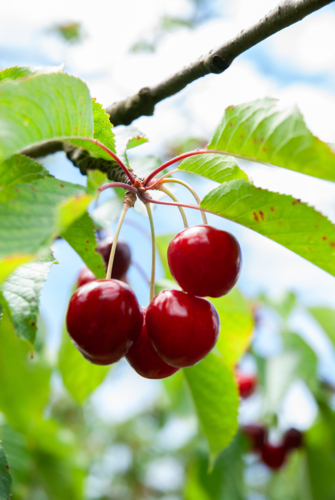 Ripe cherries hanging from cherry tree branch - Australian Stock Image