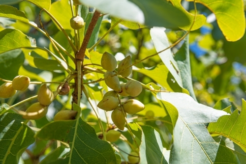 Ripe Kakadu Plums - Australian Stock Image