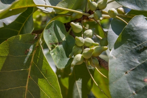 Ripe Kakadu Plums - Australian Stock Image