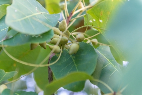 Ripe Kakadu Plums - Australian Stock Image