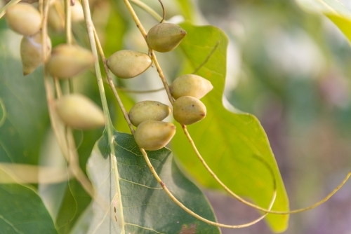 Ripe Kakadu Plums - Australian Stock Image