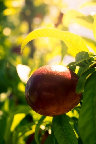 Ripe nectarines growing on a tree in an orchard farm - Australian Stock Image