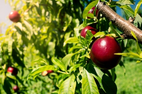 Ripe nectarines growing on a tree in an orchard farm