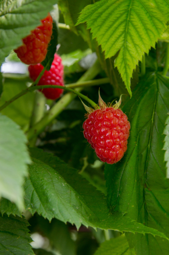 Ripe raspberries on a bush - Australian Stock Image