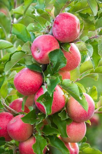 Ripe red apples hanging on a tree - Australian Stock Image