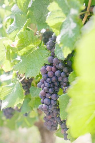 ripe red grapes almost ready for harvest - Australian Stock Image