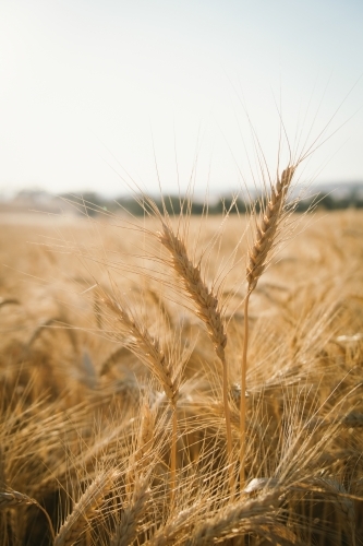 Ripe wheat crop heads in the Wheatbelt of Western Australia - Australian Stock Image