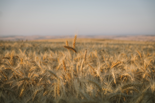 Ripe wheat crop on sunset during harvest in the Wheatbelt of Western Australia - Australian Stock Image