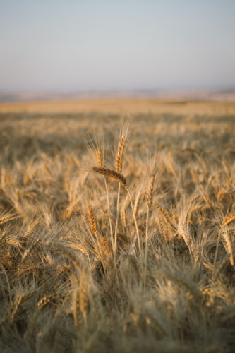 Ripe wheat crop on sunset during harvest in the Wheatbelt of Western Australia - Australian Stock Image