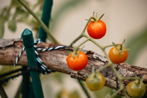Ripening cherry tomatoes in the vegetable garden with water droplets after rain - Australian Stock Image