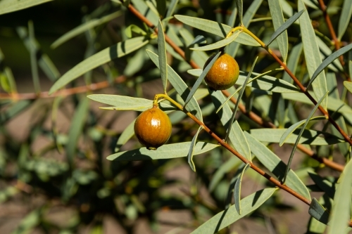 ripening sandalwood fruits on sandalwood tree - Australian Stock Image