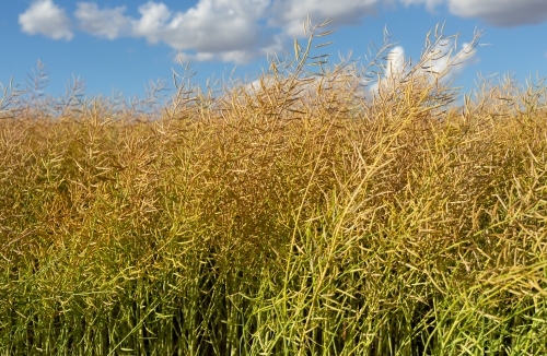 Ripening seed pods on a canola plant (crop) waiting to be harvested - Australian Stock Image