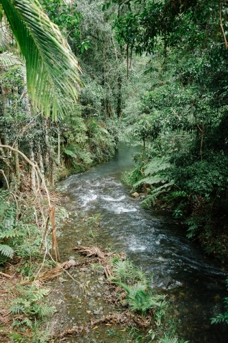 River at floor of tropical rainforest - Australian Stock Image