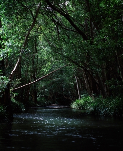 River flowing through rainforest - Australian Stock Image