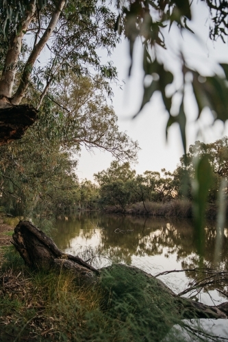 River surrounded by foliage in the afternoon - Australian Stock Image