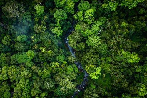 river winding through dense rainforest - Australian Stock Image