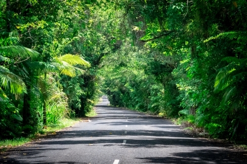 Road through the rainforest - Australian Stock Image