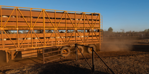 Road train with cattle, leaving the yards on NT Station - Australian Stock Image