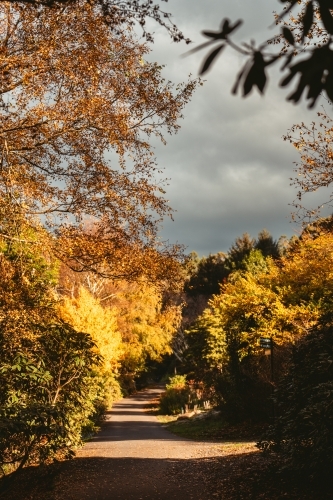 Road with autumn trees on either side in the afternoon - Australian Stock Image