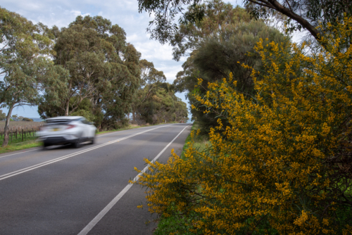 Roadside wattle with a car driving along the road in McLaren Vale - Australian Stock Image