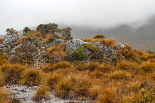 Rocks and scrub, Cradle Mountain - Australian Stock Image