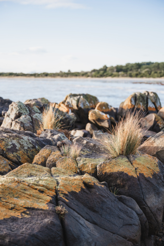 Rocks covered in grasses and lichen at the beach - Australian Stock Image