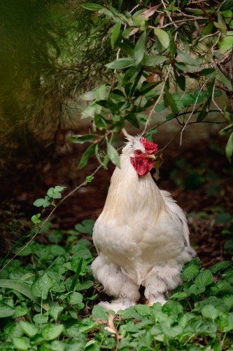 Rooster - Australian Stock Image