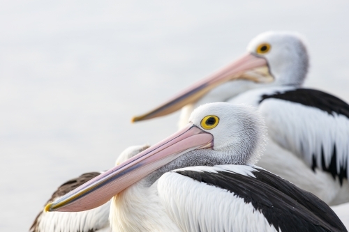 roosting pelicans in profile - Australian Stock Image