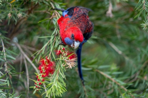 Rosella parrot hanging in native Australian tree eating - Australian Stock Image