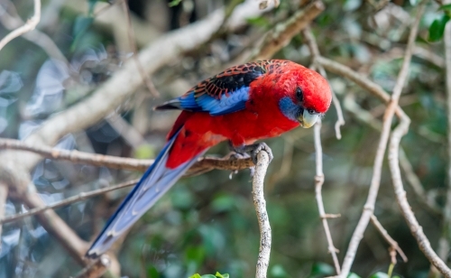 Rosella parrot in native bush tree - Australian Stock Image