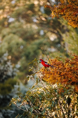 Rosella perched on autumn foliage in the bush - Australian Stock Image