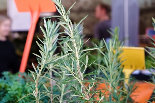 Rosemary for sale at a market