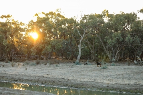Rottweiler dog exploring barren land along remote creek - Australian Stock Image