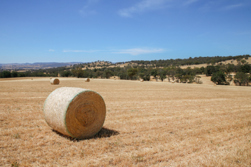 Round bales of hay in the paddock - Australian Stock Image