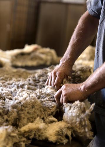 Roustabout sorting wool in a shearing shed. - Australian Stock Image