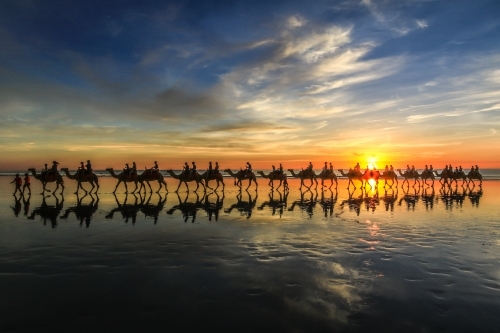 Row of camels and reflections walking along beach at sunset - Australian Stock Image