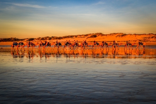 Row of camels on Cable Beach at sunset