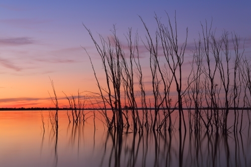 Row of silhouetted trees in the lake against a glowing Australian sunset sky