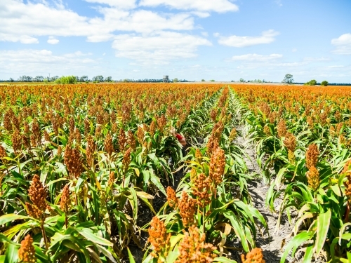 Row of sorghum in a paddock - Australian Stock Image