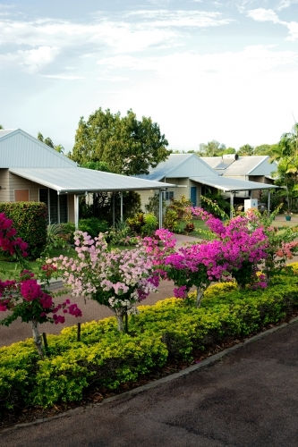 Row of weatherboard homes in picturesque street with hedge and flowers in the middle of the road - Australian Stock Image