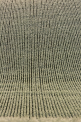 Rows/lines of backlit green heads of wheat in a paddock - Australian Stock Image