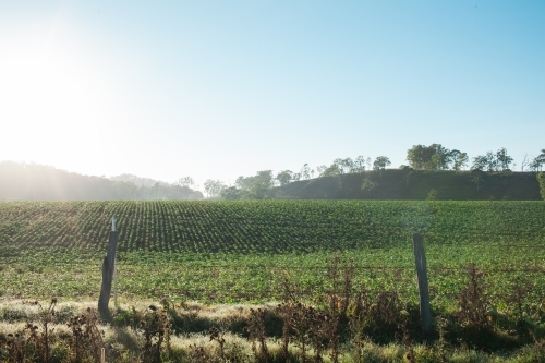 Rows of Chick Pea plants in a field - Australian Stock Image