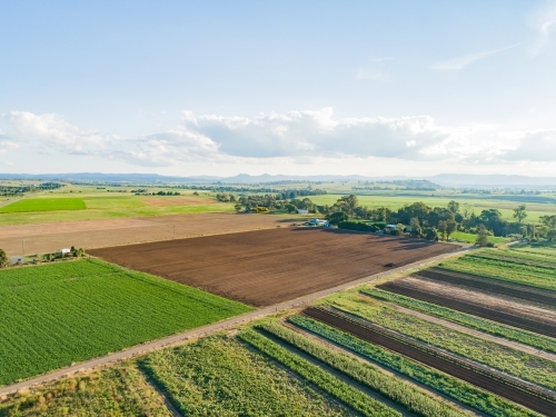 Rows of crops in farm paddock - Australian Stock Image