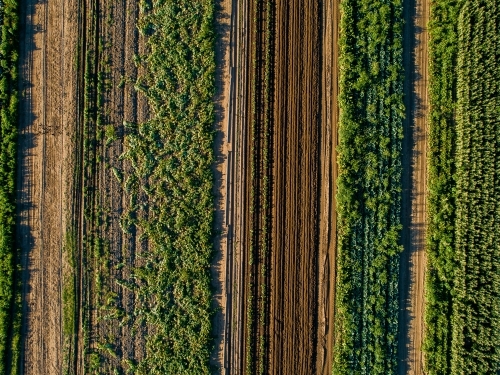 Rows of crops in farm paddock - Australian Stock Image