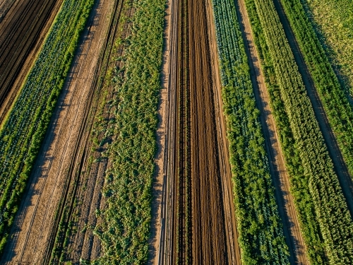Rows of crops in farm paddock - Australian Stock Image