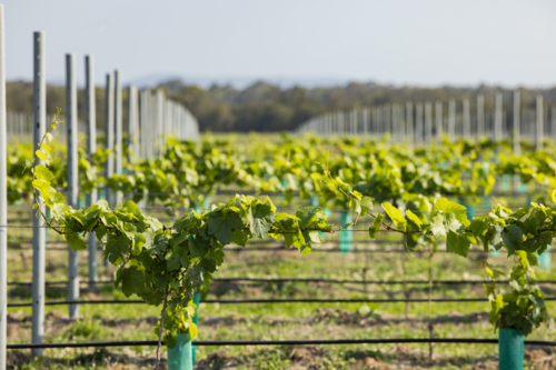 Rows of grape vines growing in Hunter Valley vineyard - Australian Stock Image