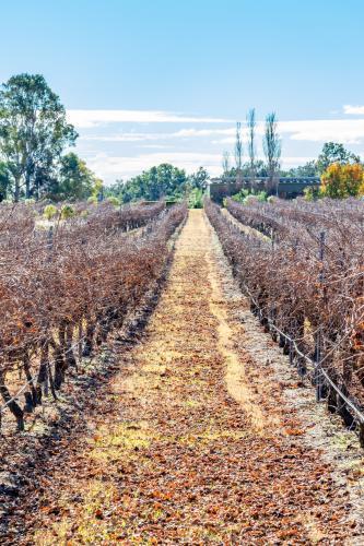 Rows of grapevines at vineyard